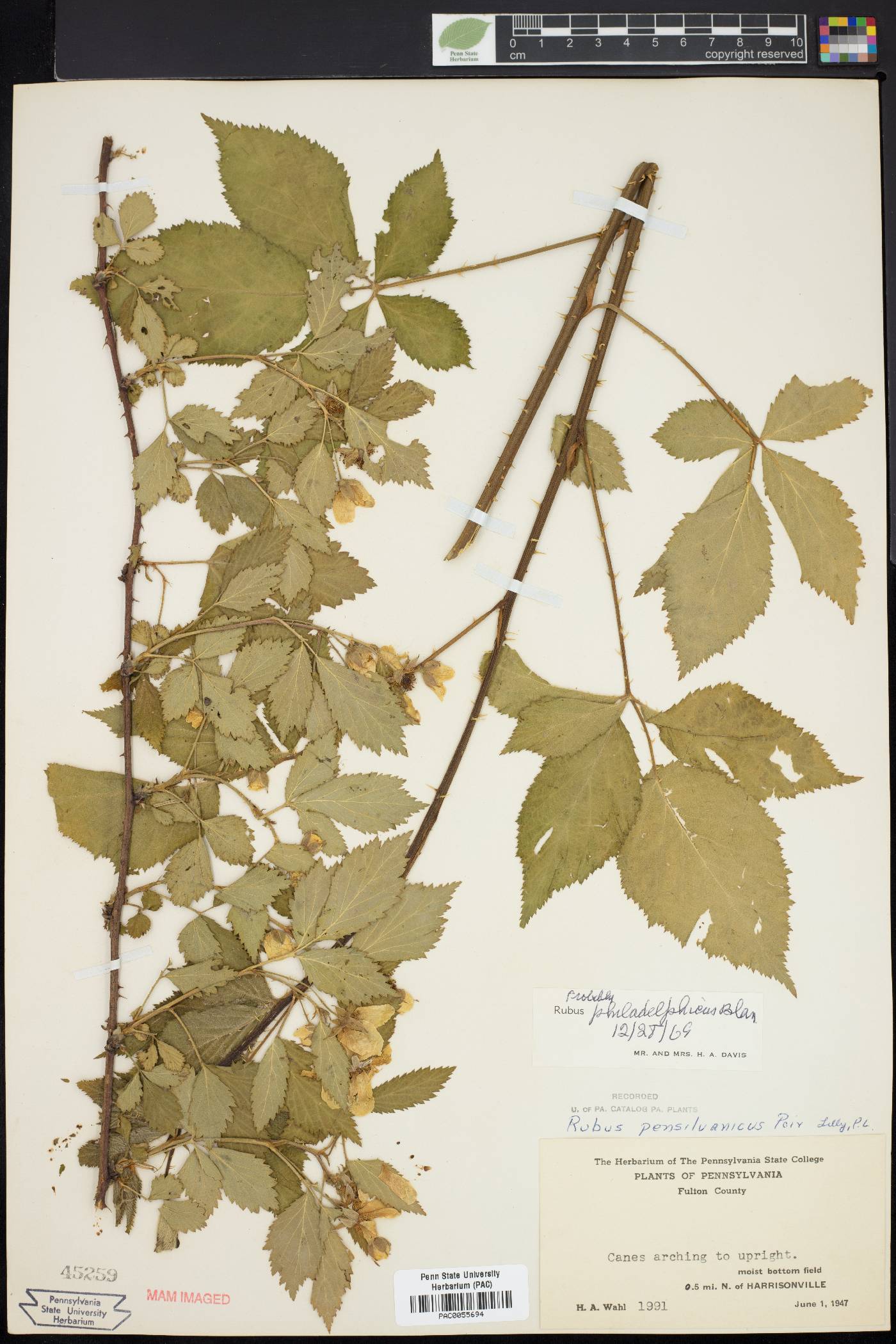 Rubus philadelphicus image