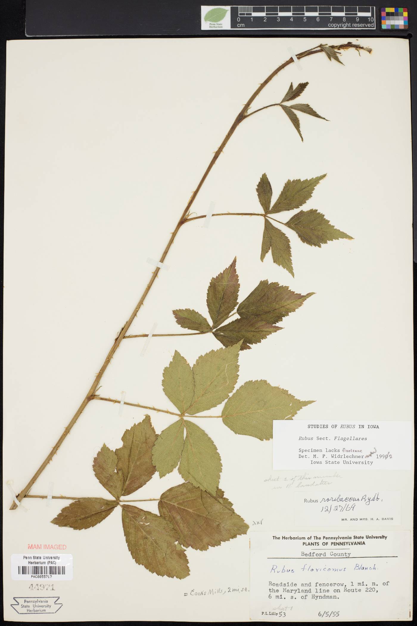 Rubus plicatifolius image