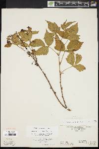 Rubus plicatifolius image