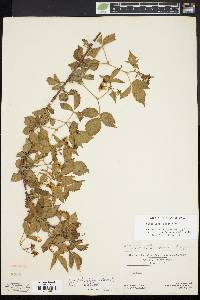 Rubus plicatifolius image