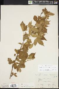 Rubus plicatifolius image