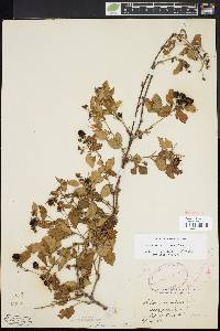 Rubus plicatifolius image