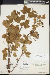 Rubus plicatifolius image