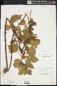 Rubus plicatifolius image