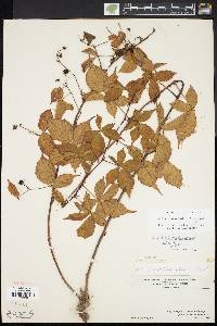 Rubus plicatifolius image