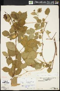 Rubus plicatifolius image