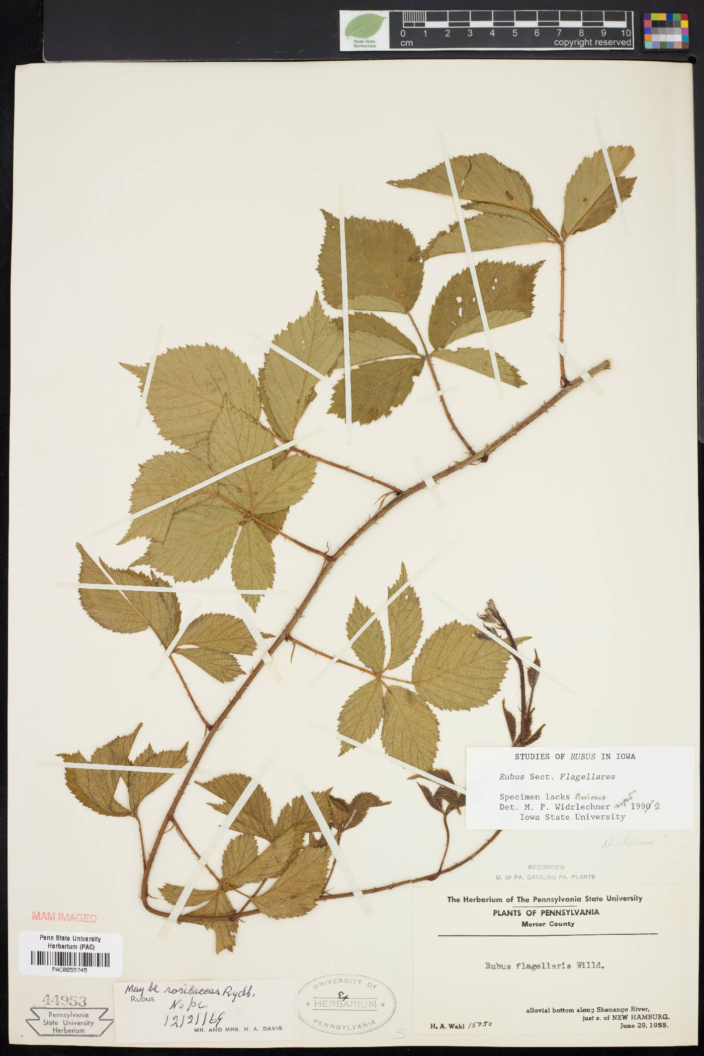 Rubus plicatifolius image