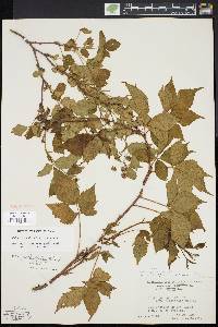 Rubus plicatifolius image