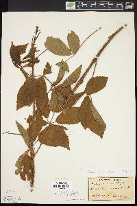 Rubus porteri image