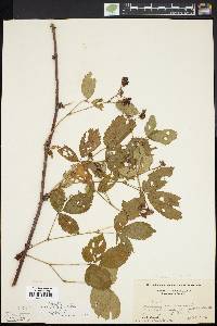 Rubus porteri image