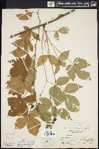 Rubus porteri image