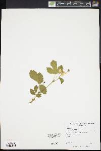 Rubus pubescens image