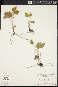 Rubus pubescens image