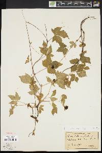 Rubus pubescens image