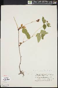 Rubus pubescens image