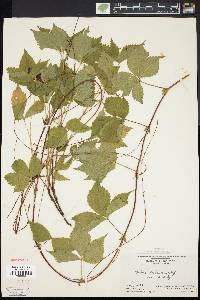 Rubus pubescens image