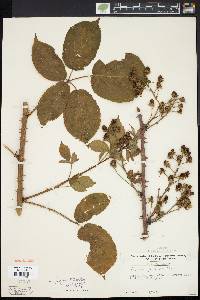 Rubus pugnax image