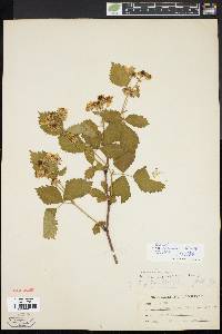 Rubus recurvans image