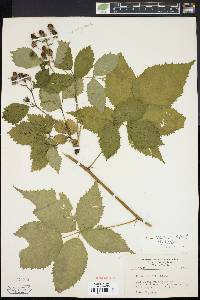 Rubus recurvans image