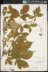 Rubus recurvans image