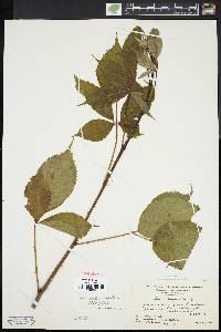 Rubus recurvans image