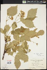 Rubus recurvans image