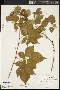 Rubus recurvans image