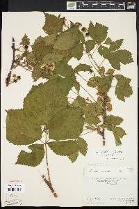 Rubus recurvans image