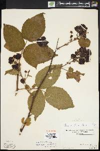 Rubus rosa image