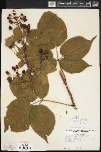 Rubus rosa image