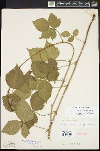 Rubus roribaccus image