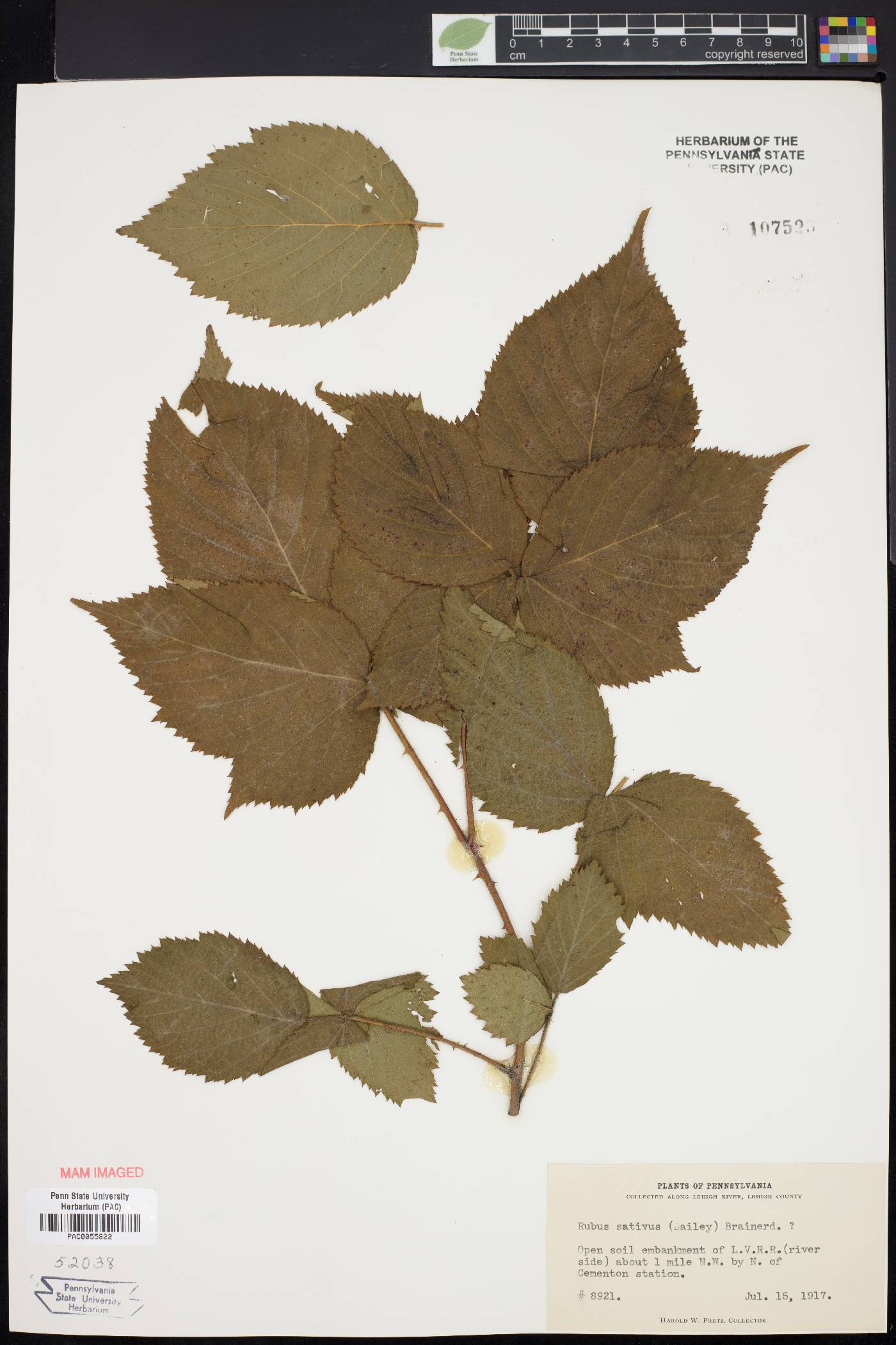 Rubus sativus image