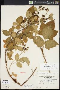 Rubus semisetosus image