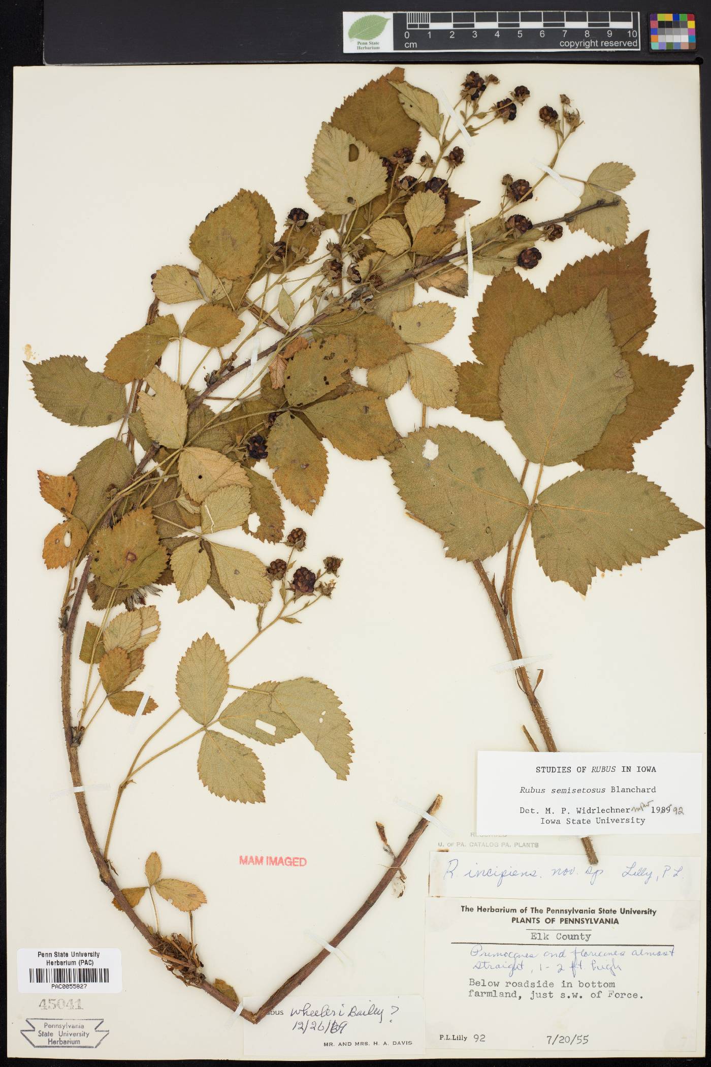 Rubus semisetosus image