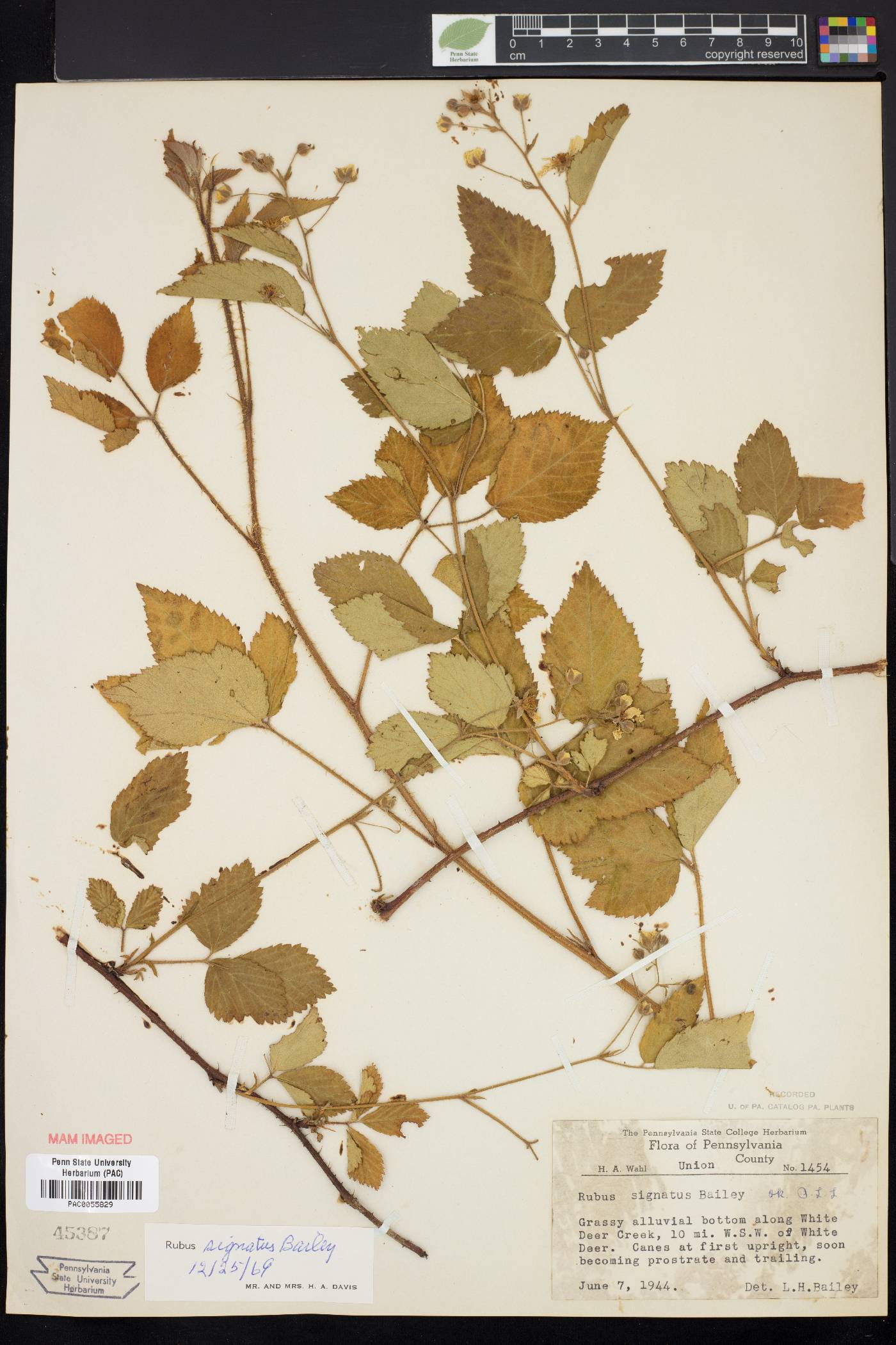 Rubus signatus image