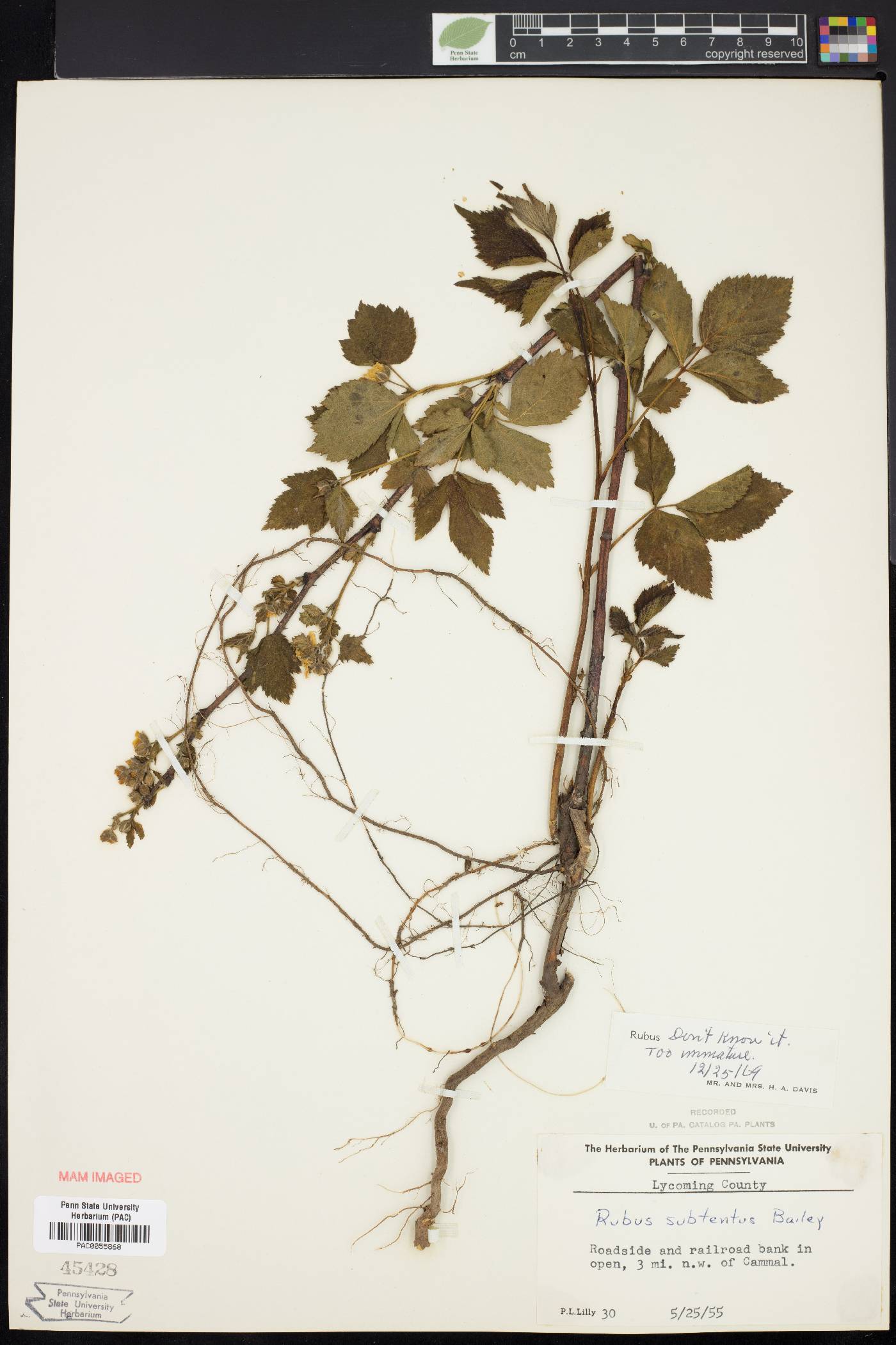 Rubus subtentus image
