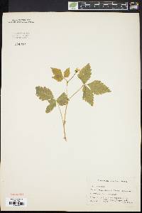 Rubus pubescens var. pubescens image