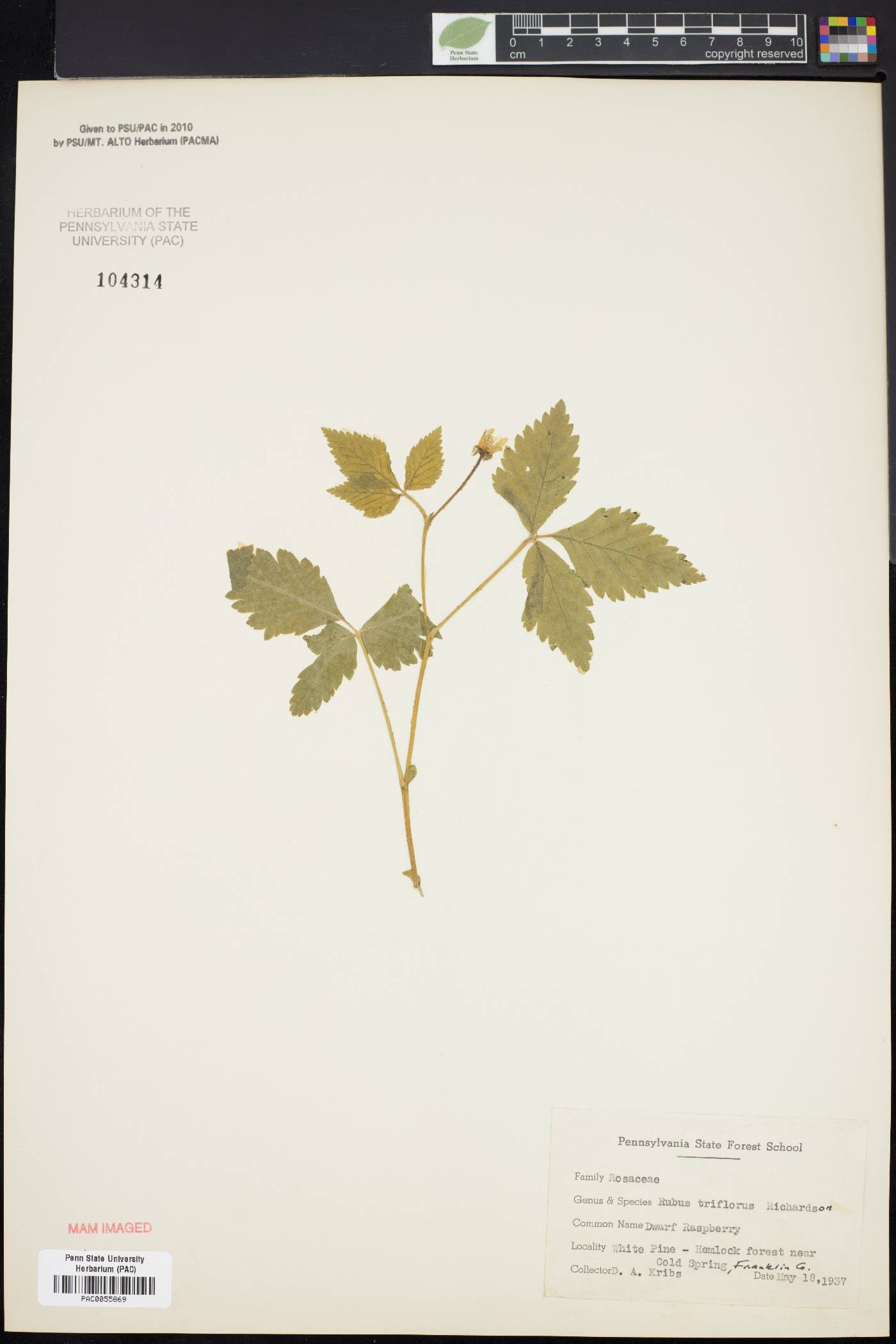 Rubus pubescens var. pubescens image