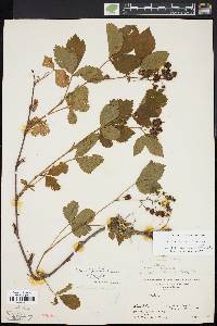 Rubus vermontanus image