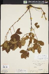 Rubus vermontanus image