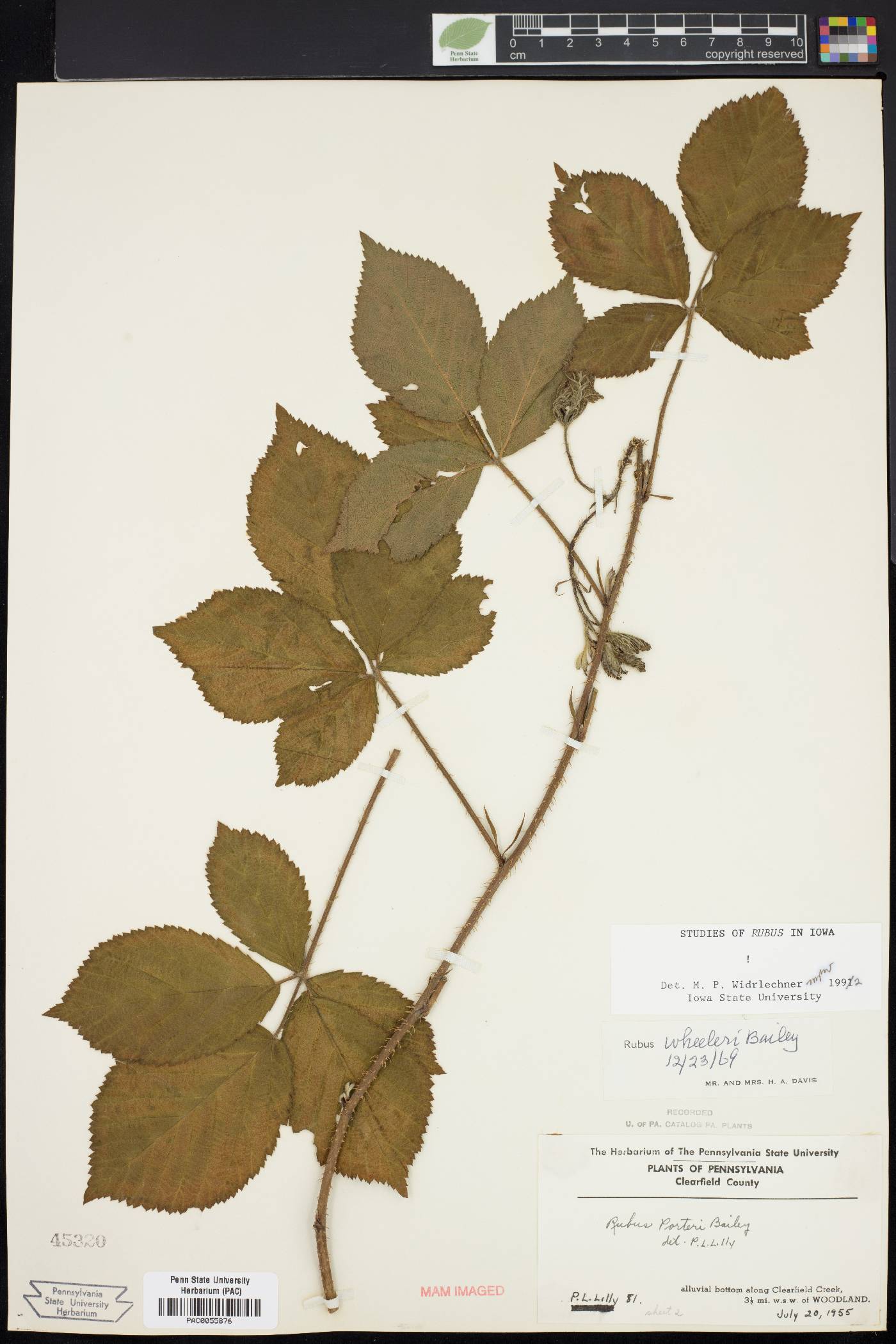 Rubus wheeleri image