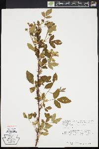 Rubus argutus image
