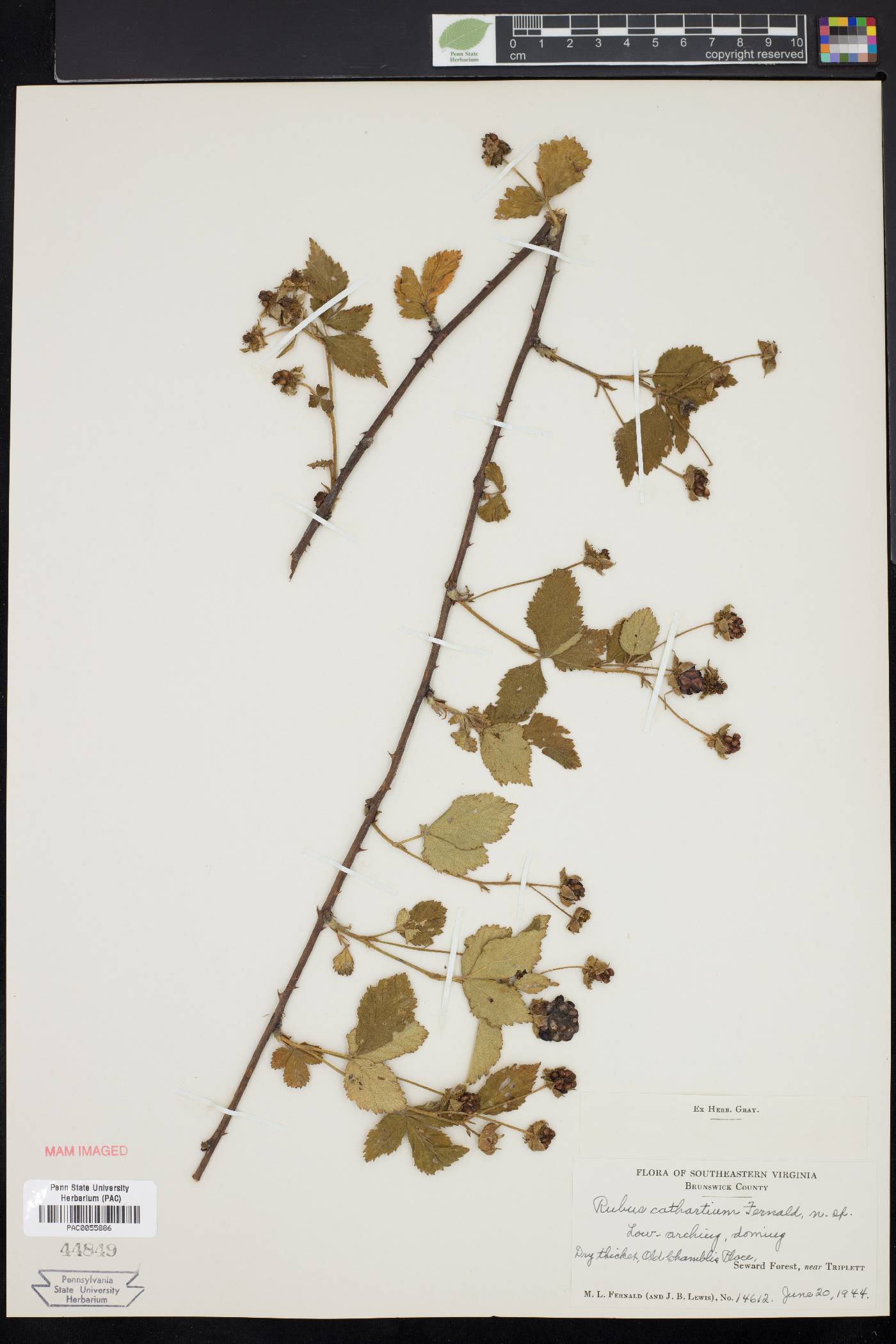Rubus cathartium image