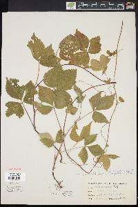 Rubus pubescens image