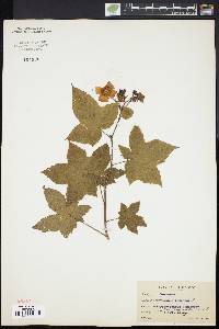 Rubus odoratus image