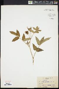 Rubus rosaefolius image