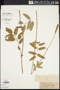 Sanguisorba canadensis image