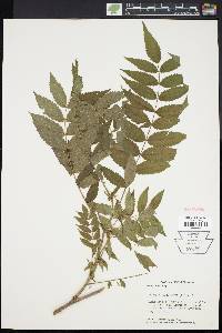 Sorbaria sorbifolia image