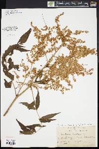 Sorbaria tomentosa image