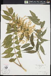 Sorbaria sorbifolia image